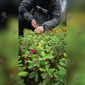 Puhelimen taustakuva Survival-Petteri puolukassa 3